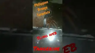 #happykeeping #spider #ilonggobloggers Philippines orange tarantula (@k@ pot)
