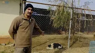 Healing with Compassion | A BSF Caregiver&rsquo;s Story of Hope for Street Dogs