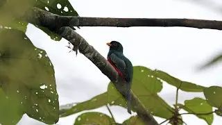Birding Ecuador 2011 4k, Part 11: Reserva Buenaventura & Umbrellabird lodge (Feb 16)