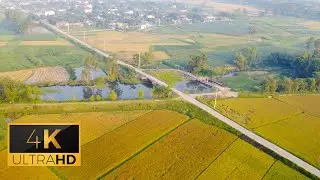 4K Asian Fascinating Countryside Field - Aerial Views of The Rice Field With Relaxing Music