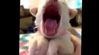 Puppy yawning