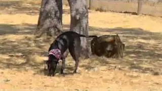 Kona the Blue Lacy mix playing