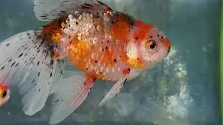 【症例動画】立鱗病