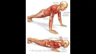 A Simple Tip For Pain-Free and Stronger Push-Ups ( GAIN MUSCLES BUILDING MUSCLES SIMPLIFIED)