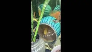 Blood red parrot and yellow parrot couple in breeding mode
