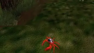주타이쿤2 관찰카메라 - 크리스마스 섬게 (ZT2 observation camera - Christmas Island Red Crab)