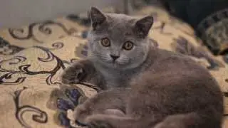 Neat cat Jessy