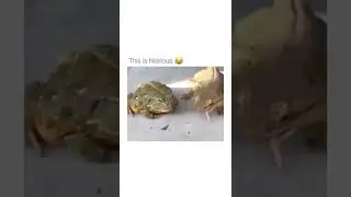Frog eating worms convo #shorts #ytshorts #frog #asmr #humor #comedy #mrbeast #memes #food