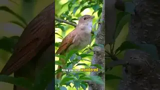 Can Animals have Accents? 🤔