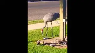 Brolga Bird Mingling with the Pigeons #shorts #birds #crane #native #wildlife #animals #jungle