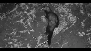 Iltis und Wanderratte im selben Erdloch und Maus + Mink  + Fuchs + Waschb&auml;ren + Steinmarder + Bisam