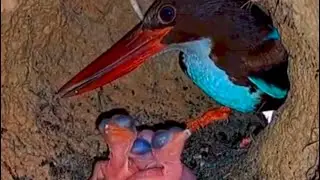 review bird and bird, mother bird, nature bird life, Baby Birds 