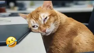 Самые УМОРИТЕЛЬНЫЕ моменты с кошками 😹 Смешные видео с кошками 2025 года