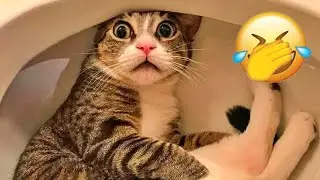 Best Funny Animals 2026😛Funniest Dogs and Cats😺🐶