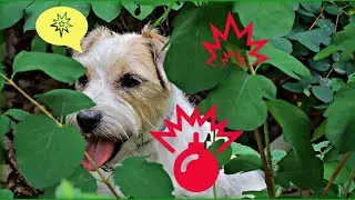 Explosion! Hat Dein Hund auch Probleme mit Knallgeräuschen?