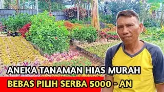 Review Lagi Kebun Tanaman Hias Murah Meriah Serba Lima Ribu