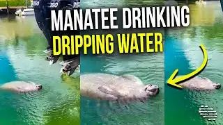 Manatee Drinking Water Dripping From a Boat While Laying on Its Back by Water Surface