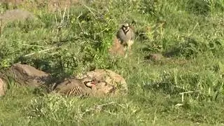 Keklik Avı (Bağlı) - الحجل طائر - куропатка - partridge