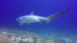 Dive with the Smile😁