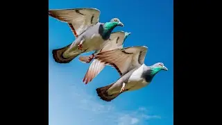 get the facts about pigeon corn