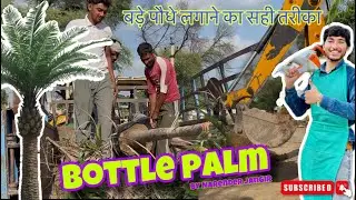 बड़े फॉक्सटाइल पाम लगाने का तरीका /How to Plant a Large Foxtail Palm