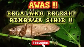 inilah rupa sebenarnya belalang pelesit, belalang Pembawa Sihir, santet dan ilmu hitam !! 😱
