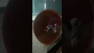 clown fish breeding