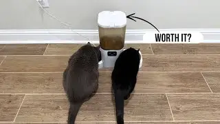 This Cat Feeder Lets You Watch & Talk to Your Cats! 😻