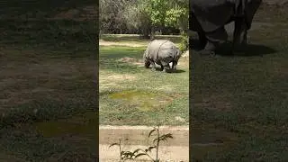 🦏 Watch Rare Footage of Great Indian Rhinoceros' Impressive Eating Time Rituals! 🌿🍴 #RhinoFeast