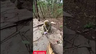 #monkey share