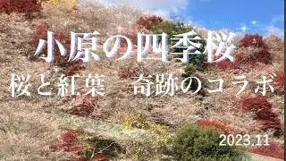 小原の四季桜　桜と紅葉　奇跡のコラボ