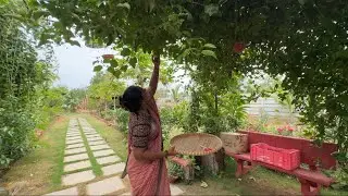 హార్వెస్ట్ మధ్యలో వర్షం వచ్చి కరెంటు పొయ్యి ఫోన్ ఆఫ్ అయ్యి చాలా కష్టాల మధ్యలో కూరగాయలు కోసాను …