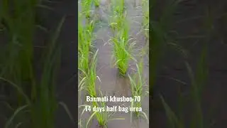 Basmati khusboo 70 paddy jhonna #farmer #urea #farmequipment #farmers #farmmachinery #farmtractor