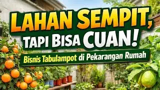 haihai Lahan Sempit bisa jadi Cuan, Bisnis Tabulampot di Pekarangan Rumah