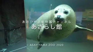 あざらし館 マリンウェイ（4K高画質）旭山動物園