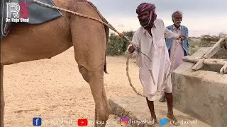 People of desert fetch water with #camels || Tharparkar desert