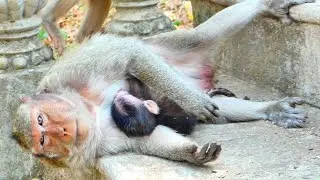 My God ! Mama Mekala has feels so exhausted  - she sleeps hug cute baby drink milk so pity