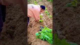 the process of farmers planting mustard greens seedlings on agricultural land #shorts