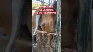 Preparando Para INSEMINACI&Oacute;N #caballos #horse
