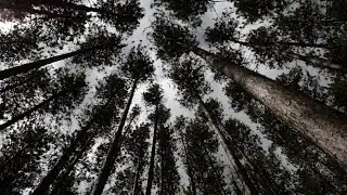 UMaine Forest Green Endowment