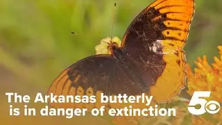 The Arkansas butterfly is in danger of extinction