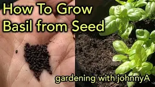 How To Grow Basil From Seed - Easy Step By Step Instructions Seed To Harvest.