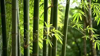 Gentle Wind Through Bamboo 🎋 ASMR for Sleep & Focus