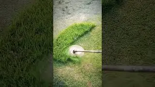 Grass Trimming 8 #shorts #satisfy #garden #trees #edging #satisfying #gardening #grass #relaxing