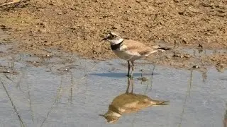 [4K] Kleine Plevier (Charadrius_Dubius) Blikkenburg 28 06 22