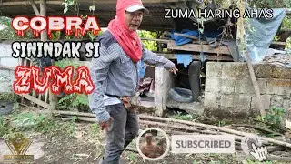COBRA SININDAK SI ZUMA | zuma haring ahas