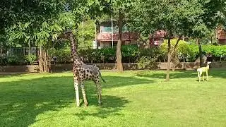 Peaceful place 💚🌿🌳🕊️#weekend #mornigwalk #naturbeauty #beautifulgarden #naturebliss #neelamojha 
