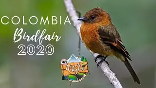Colombia Birdfair Cali 2020 - Asherita viajera gu&iacute;a tur&iacute;stica especializada en aves en Colombia