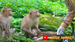 Here is a video of rescuing injured monkeys from other monkeys