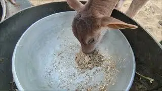 Indian Village Life | गौ माता का रोज़ का चारा रूटीन | Day 55 | Tanvish Family